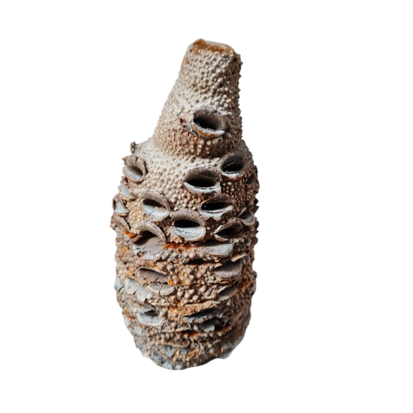 Banksia Zapfen Untersetzer Braun