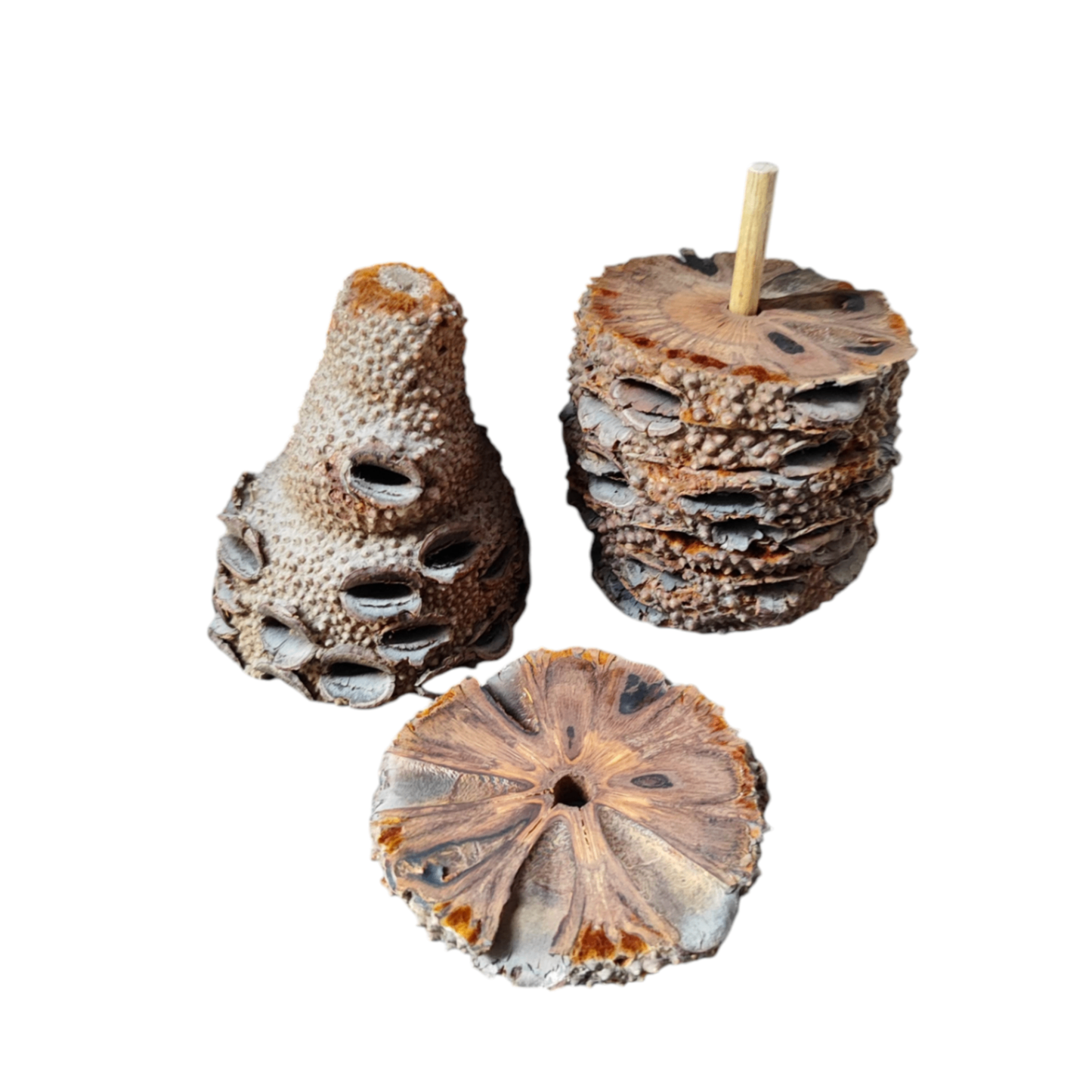 Banksia Zapfen Untersetzer Braun